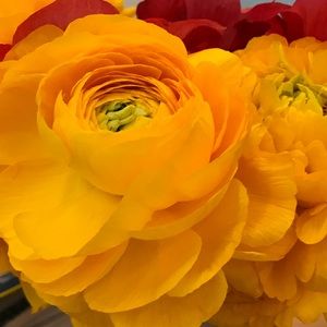 Meet your Posher, Jodi